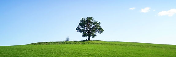 large green tree in the distance through a green pasture and blue skies