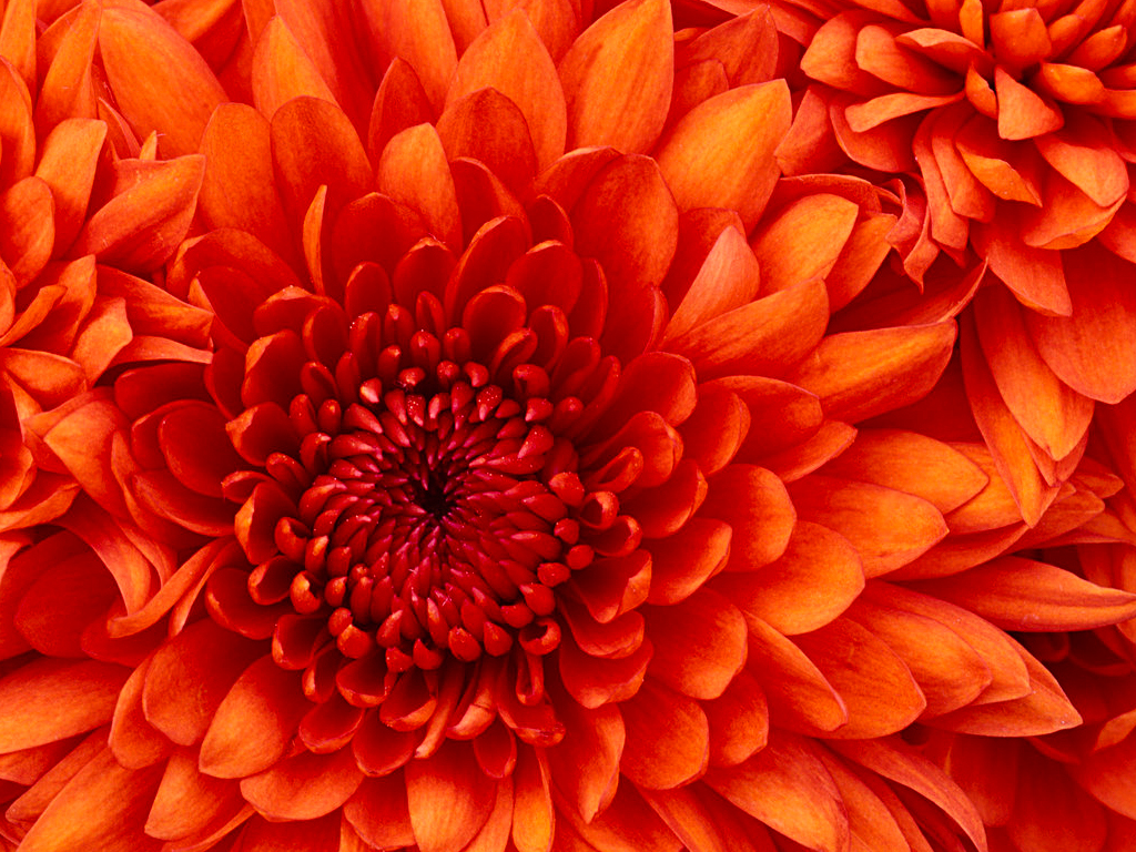 chrysanthemum flower zoomed in